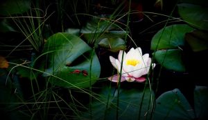 Integrating the Shadow into one’s Consciousness, Shadow Archetype, archetypes, archetype test