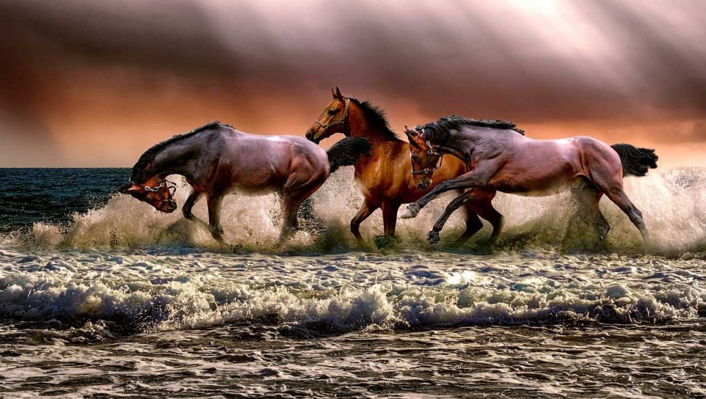 bond with animals, connect with animals, spiritual guidance